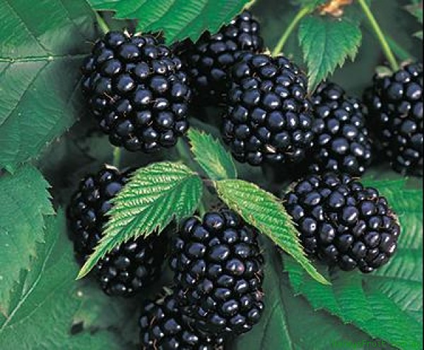 Blackberry-Thornless-Chester-860.jpeg